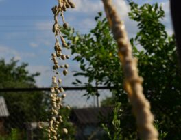Бурение на воду деревня Малые Белыничи (городской округ Солнечногорск)