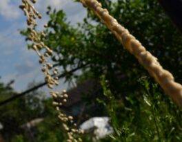 Бурение скважины на воду деревня Подмоклово (городской округ Серпухов)