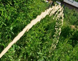 Бурение скважины на воду деревня Дергаево (Раменский городской округ)